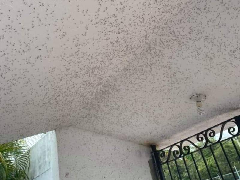 Piden fumigación ante proliferación de moscos bobos