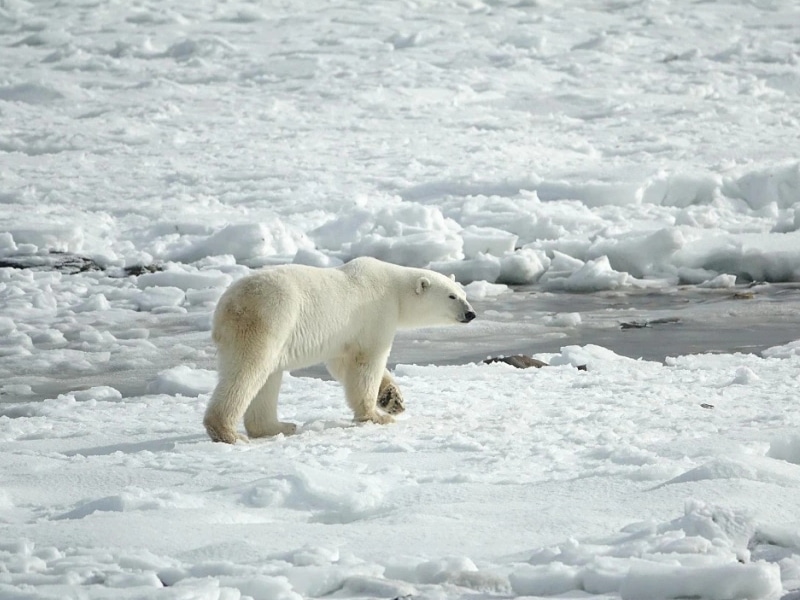 Nuevo estudio en Canadá suena las alarmas sobre la población de osos polares