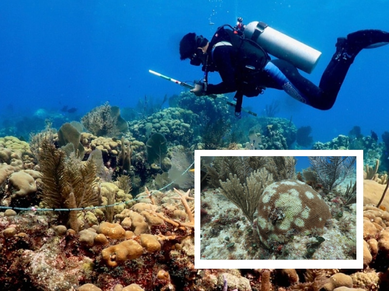 Concluye UNAM censo de corales enfermos