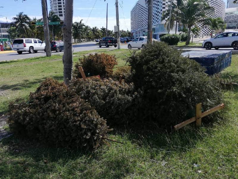 ¿Dónde llevar tu árbol de navidad en Cancún?