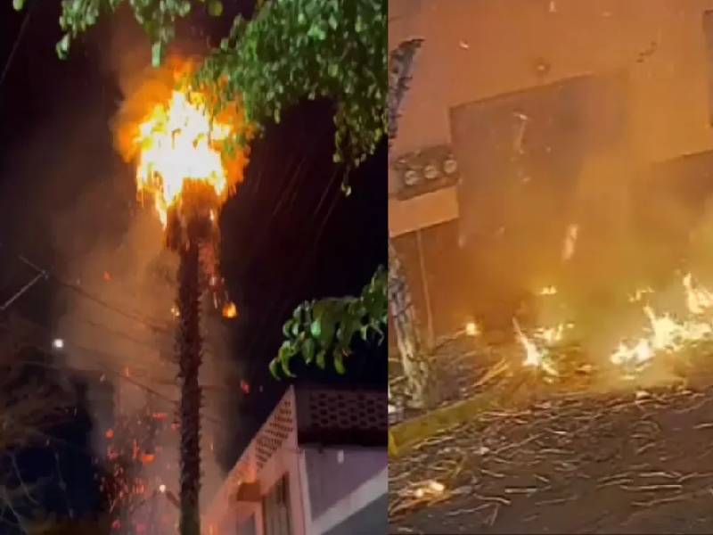 Video. Por cohetes, palmera se incendia en Azcapotzalco