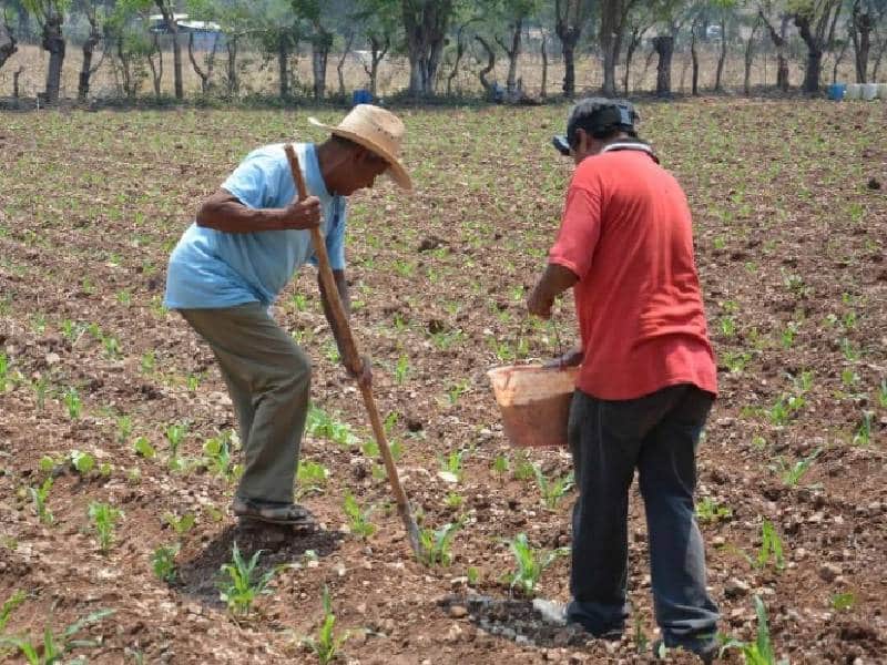 Anuncia AMLO fertilizantes gratuitos para dos millones de campesinos