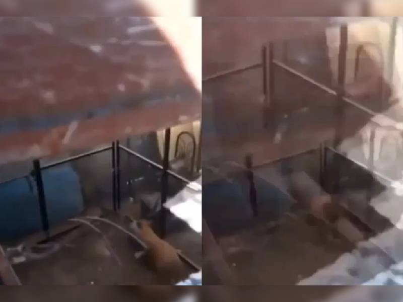 Captan en video a un león enjaulado en una casa en Puebla