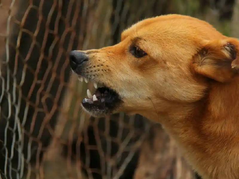 Un perro mata de un tiro a un cazador en Estados Unidos