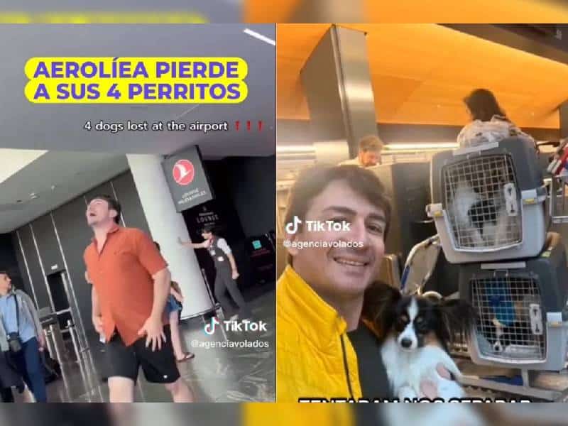 Hombre llora al enterarse que aerolínea perdió a sus 4 perros; se reencuentran