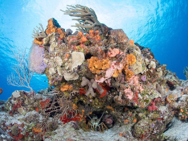 Urgen por recursos para restaurar corales 