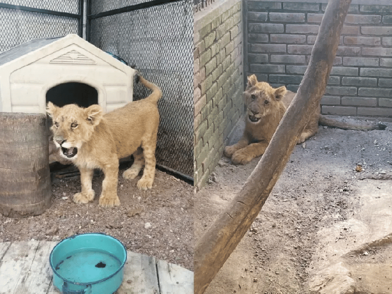 Aseguran a cachorro león que estaba enjaulado en una casa en Puebla