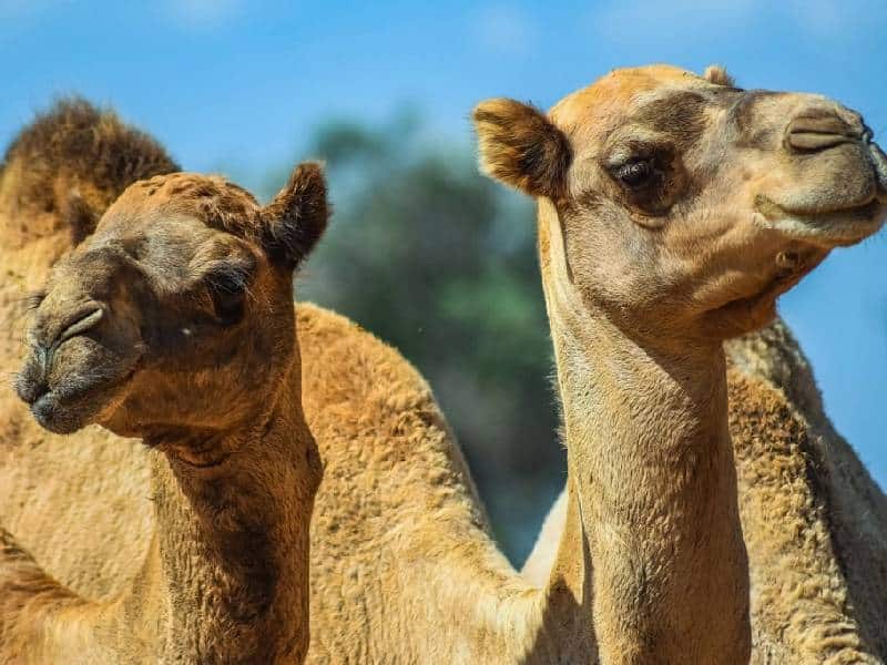 Pastores sauditas se comunican con un “lenguaje especial” con sus dromedarios