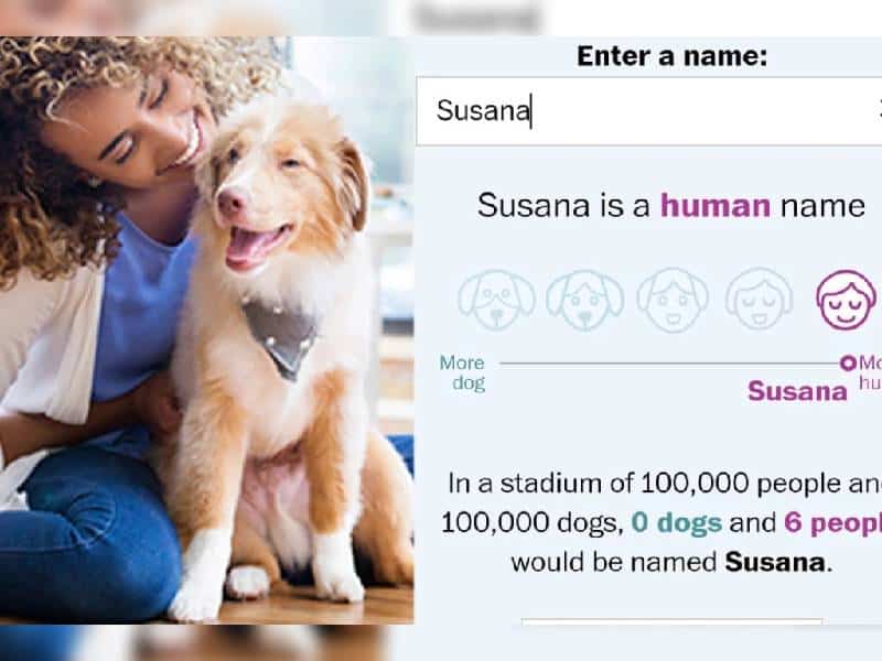 ¡OMG! Refugio de animales lanza app para saber si tienes nombre de perro o humano