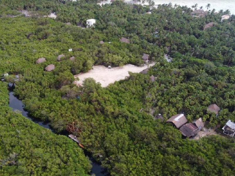 Reforestarán 100 hectáreas de manglar en 2023