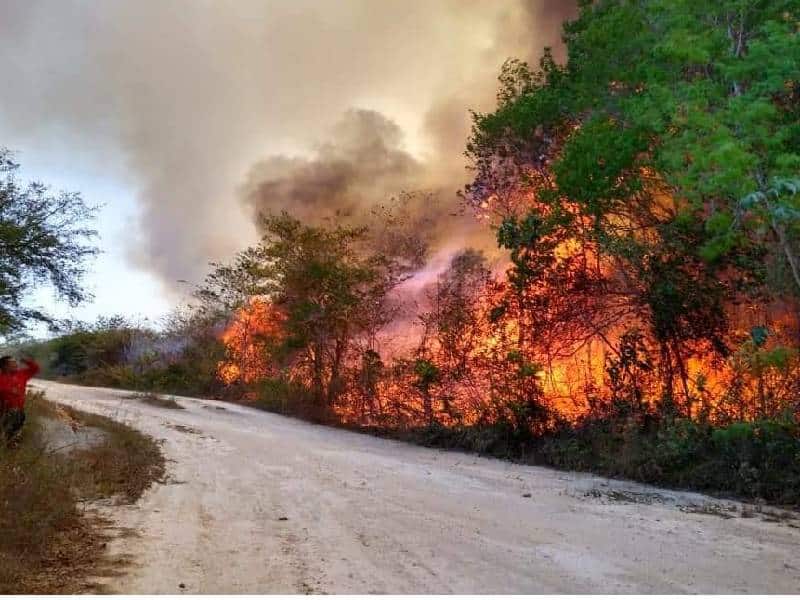 Mayoría de incendios forestales son provocados