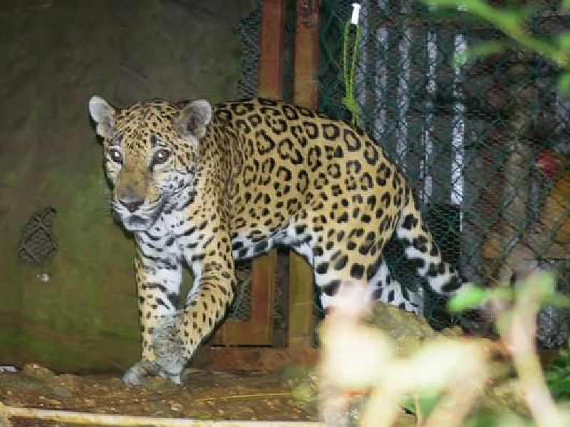 Confirman que jaguar atropellada en Playa del Carmen estaba embarazada