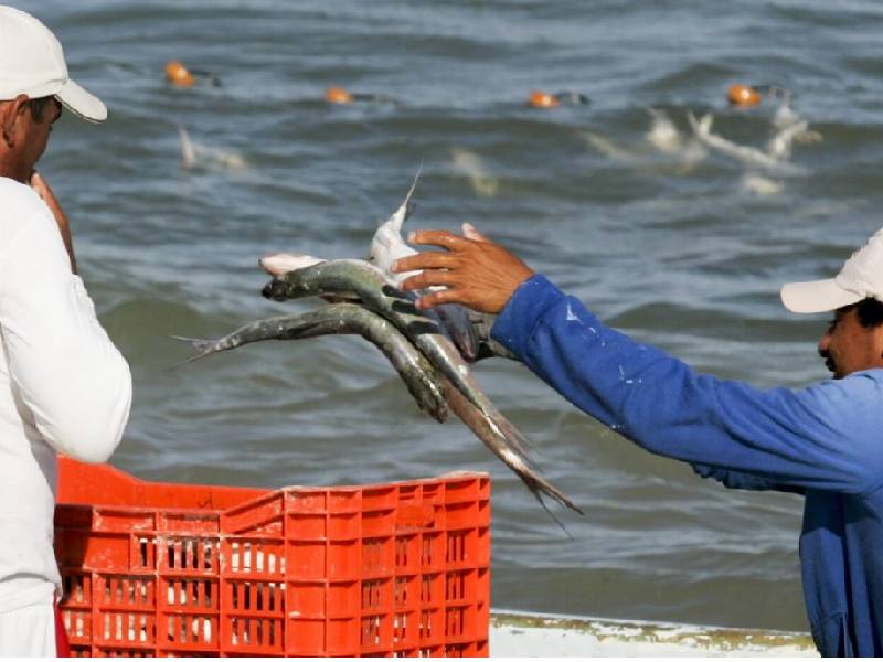 Sector pesquero estima baja del 20% en venta de producto en cuaresma