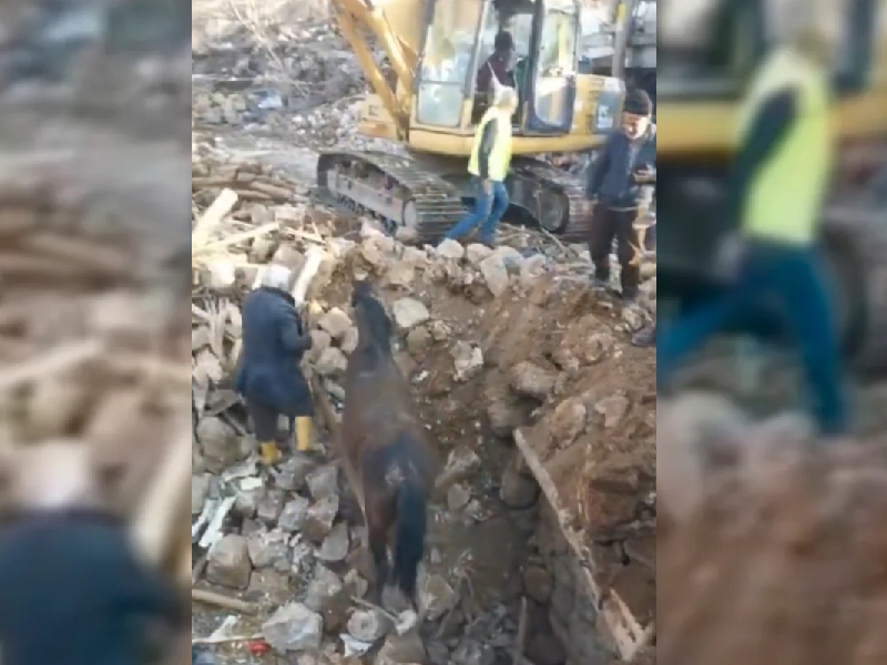 Video. Caballo es rescatado con vida tras ¡21 días! bajo escombros de sismo en Turquía