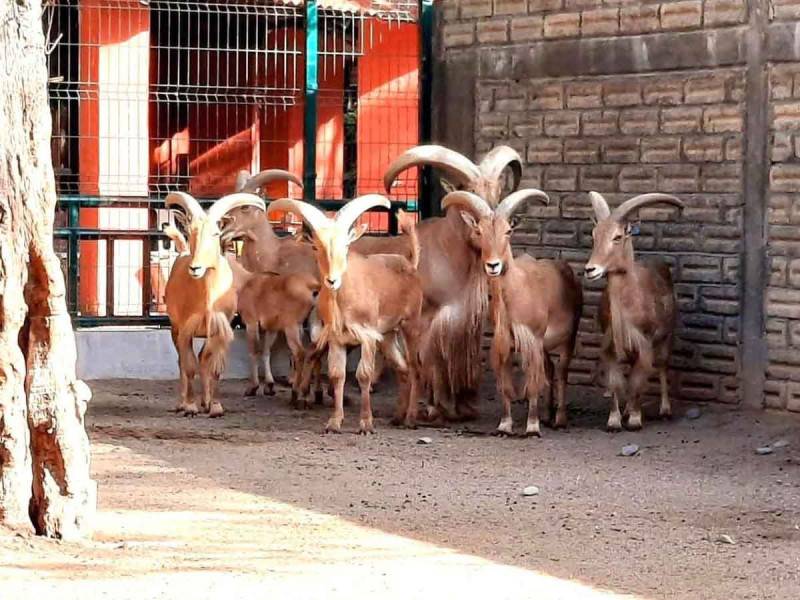 Zoológico cocina 4 cabras para una fiesta