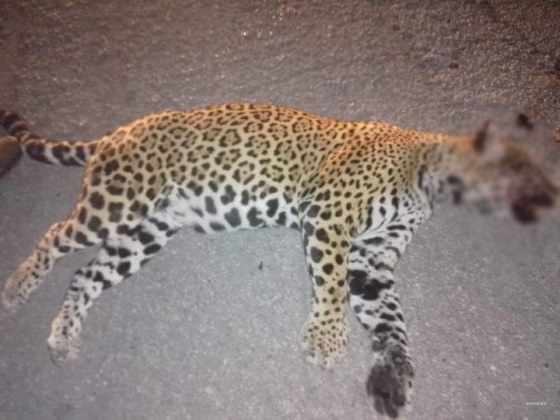 Otro jaguar es atropellado en carretera Cancún-Tulum
