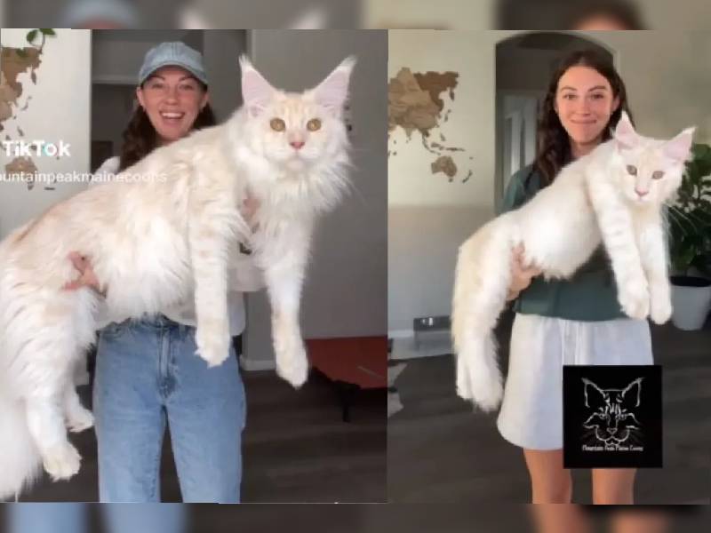 Esta es la historia de “Kusa” el gato gigante que ha sorprendido en TikTok