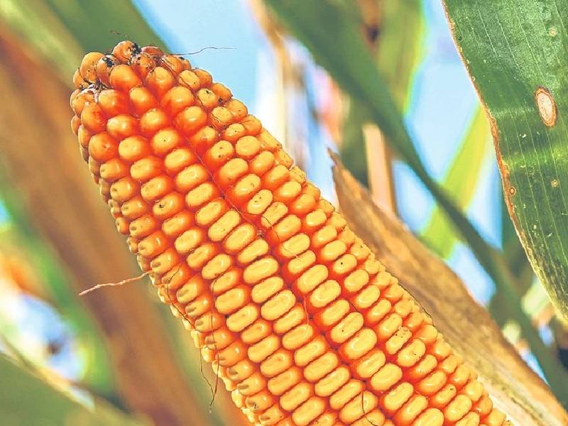 Descarta AMLO ruptura comercial con EU por prohibición de maíz transgénico