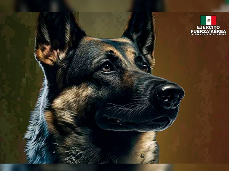 Rinden homenaje a Proteo, perro rescatista que murió en Turquía