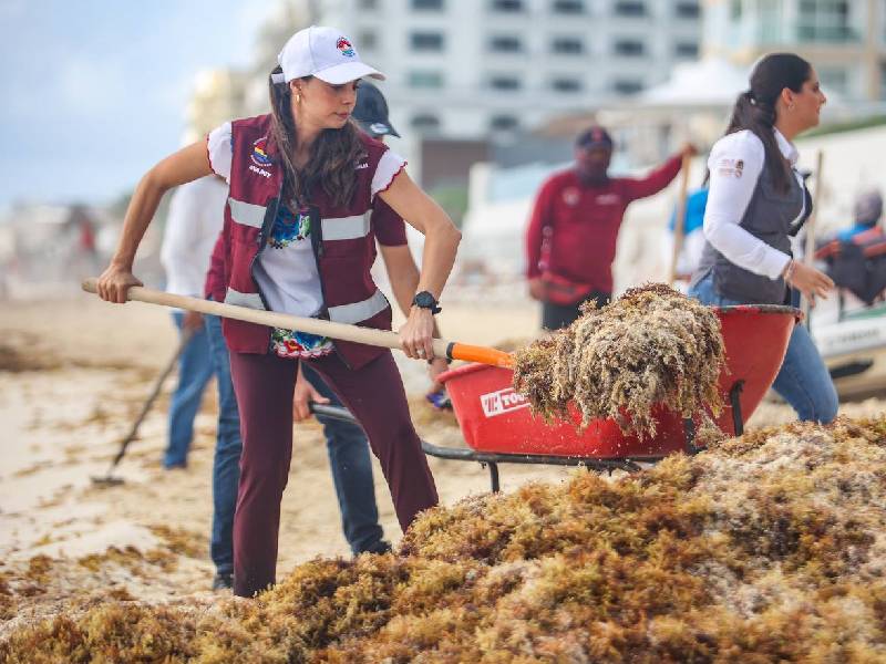 Intensifican acciones para retirar sargazo de playas de Cancún