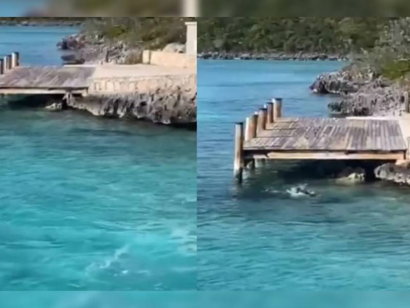 Video. Perro se enfrenta contra tiburón en Bahamas