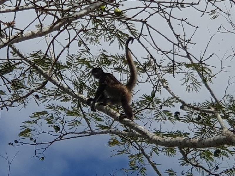 Mono araña, atractivo ecoturístico en el norte de Q.Roo