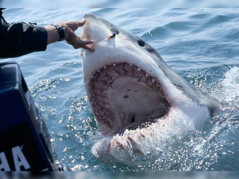 Hallan restos de un hombre dentro de un tiburón