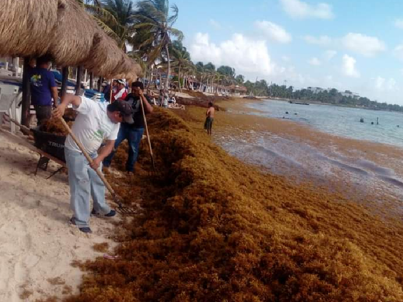 Insostenible atención a sargazo a largo plazo