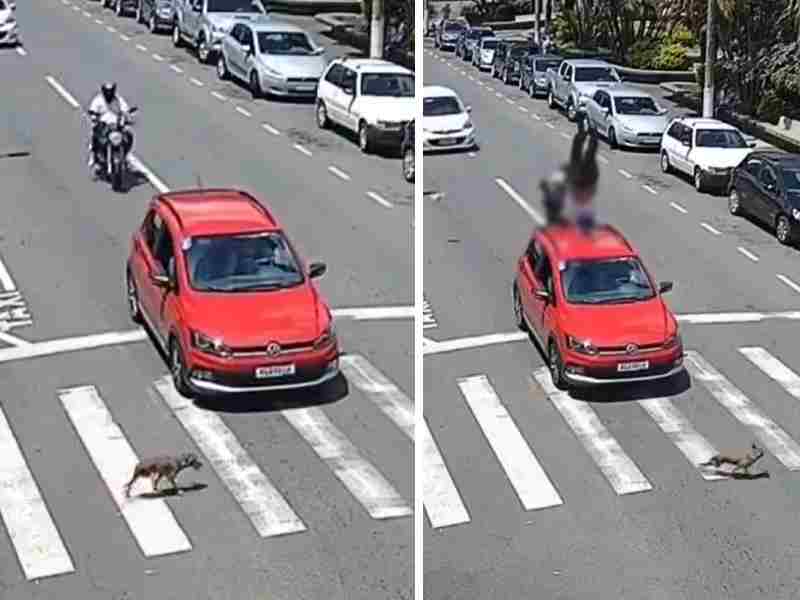 VIDEO: Automovilista deja cruzar a perrito y motociclista choca con el auto