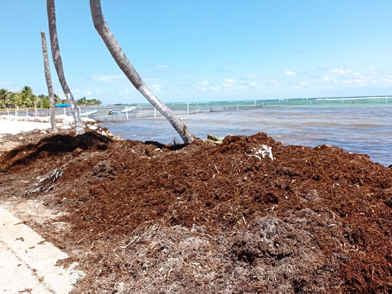 Cuesta 1.5 mdd en limpieza de sargazo por kilómetro de playa: UNAM
