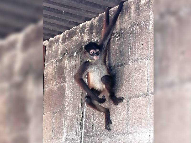 La Profepa rescata un mono araña de un predio particular en Cancún