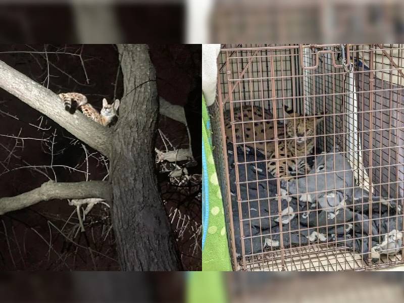 Rescatan a gato salvaje en Ohio, EU; dio positivo a drogas