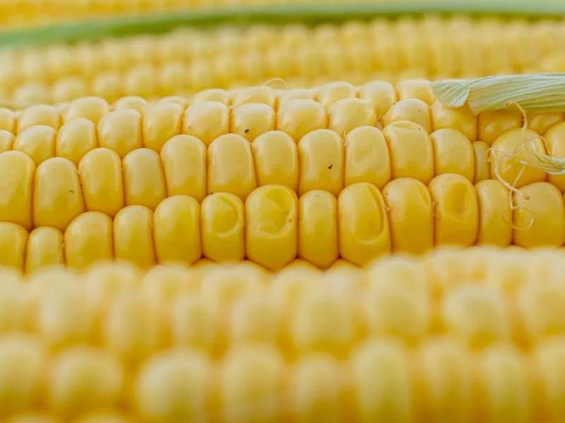 Avicultores confían en resolución del diferendo del maíz transgénico