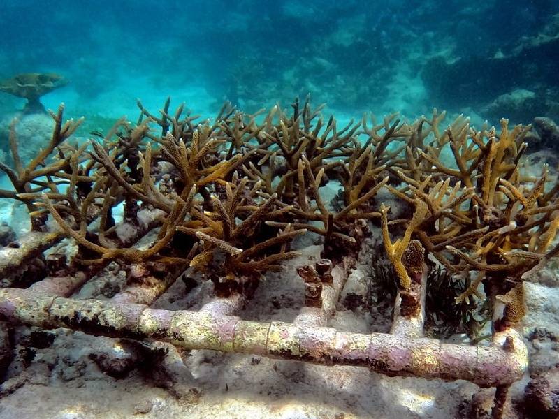 “Plantan” 72 mil colonias de corales en Quintana Roo