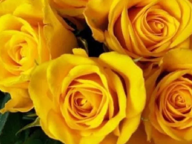 ¿Por qué el 21 de marzo se regalan flores amarillas_