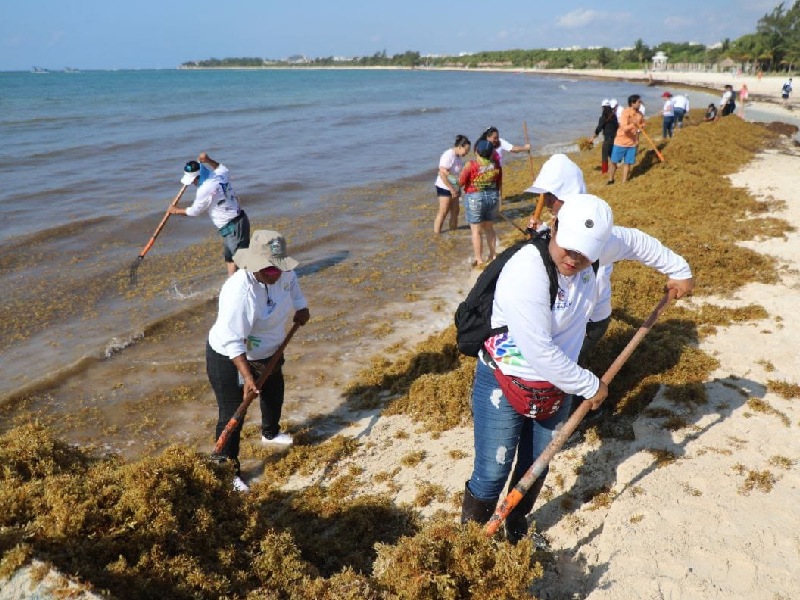 Intensa jornada de limpieza en Punta Esmeralda de Playa del Carmen