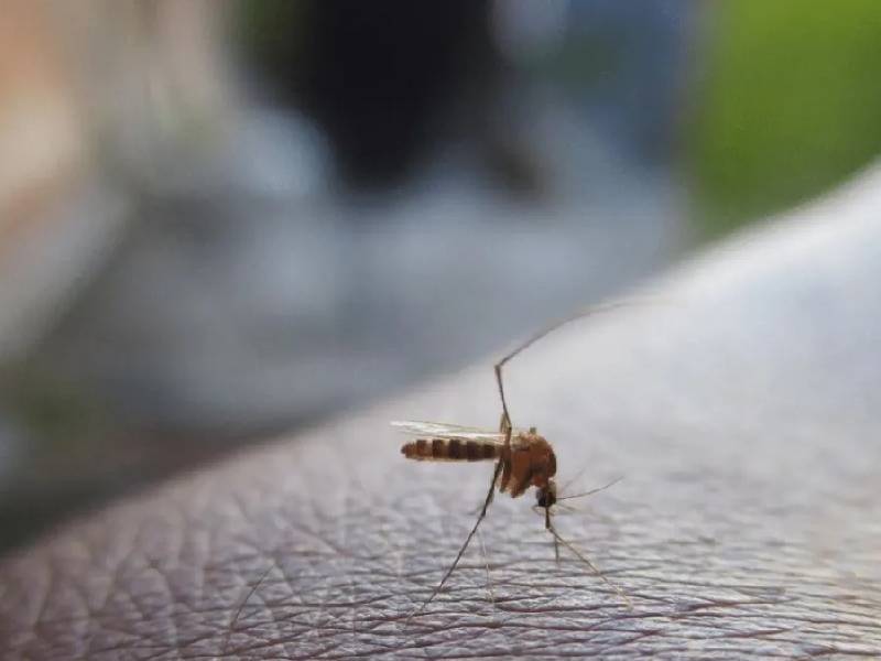 El cambio climático favorece casos de dengue y chikungunya, alerta la OMS
