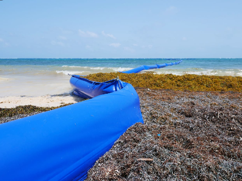 Continúa cobertura de barreras antisargazo en costas de Quintana Roo