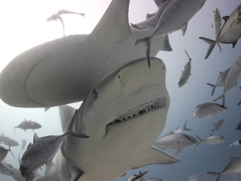 Monitorean a más de 1200 tiburones en costas de Quintana Roo