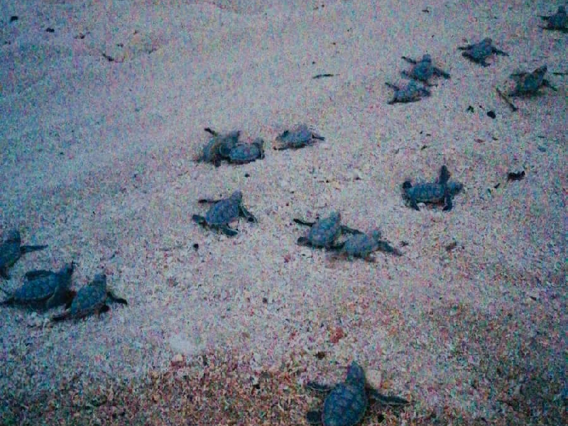 Reportan incremento en arribo de tortugas a litoral quintanarroense