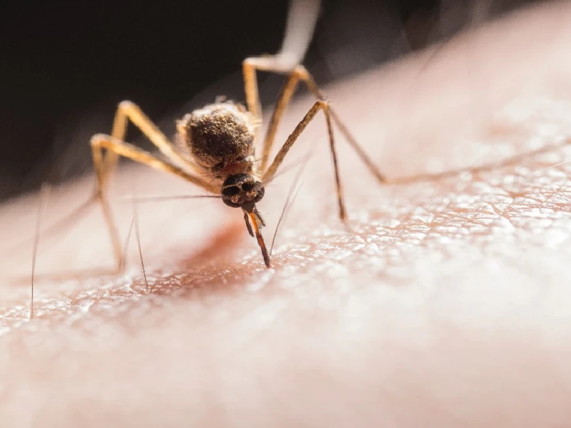 ¿Qué es el paludismo?, te explicamos hoy en su día