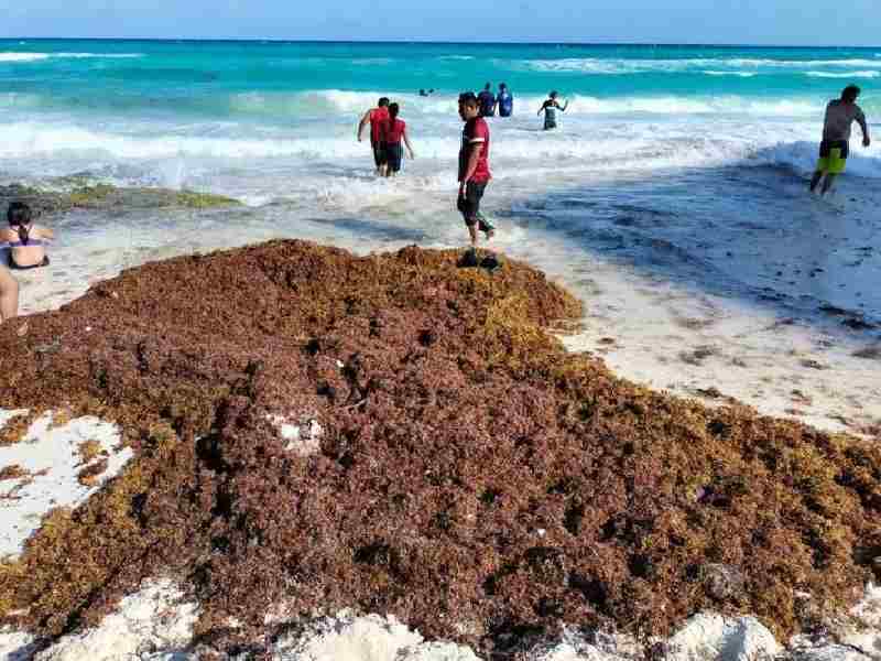 Playa Chac Mool y Coral son las que mayor recale de sargazo registran este fin de semana 