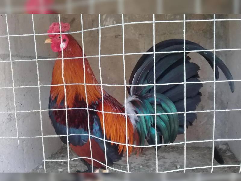 Animalistas celebran respaldo a prohibido de peleas de gallo