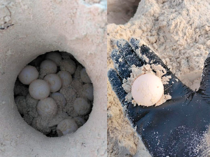 Localizan primer nido de tortugas de la temporada