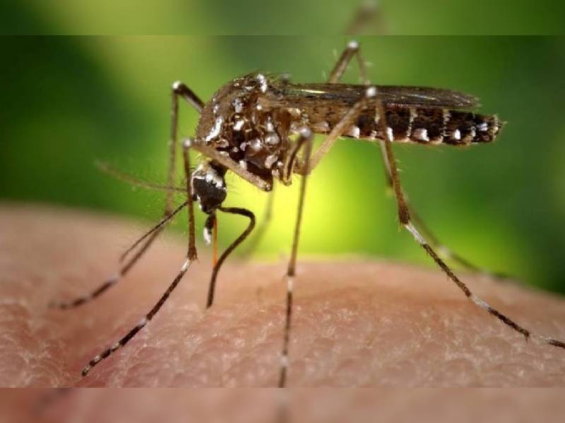 Cancún en alerta nacional por dengue