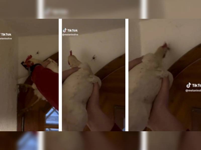Video. Mujer usa su gallina para acabar con las arañas