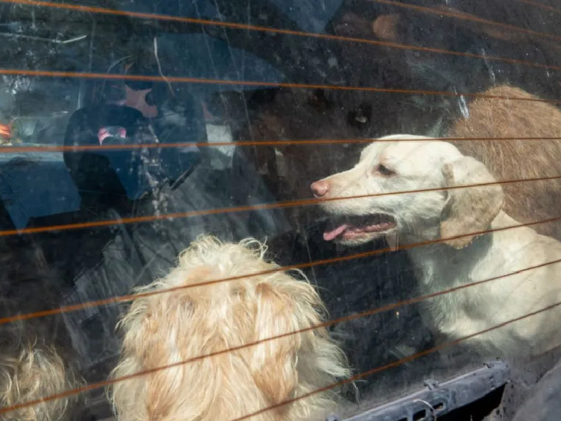 Por maltrato animal, autoridades rescatan a 19 gatos y 32 perros de un inmueble