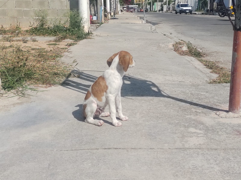 Se multiplican canes abandonados en la vía pública