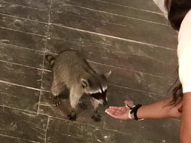 Evidencian envenenamiento de mapaches en Holbox