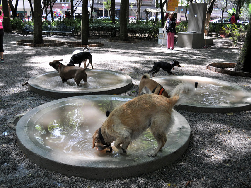 Parques petfriendly en la CDMX para que vayas con tus perrhijos